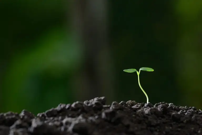Roble Growth: expert mentoring and training